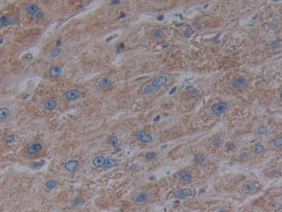 腫瘤壞死因子受體超家族成員5(CD40)多克隆抗體