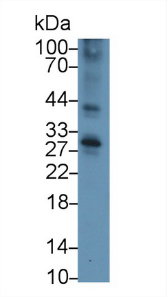 肿瘤坏死因子受体超家族成员5(CD40)多克隆抗体