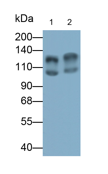 CD72分子(CD72)多克隆抗體