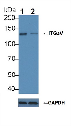 整合素αV(ITGaV)多克隆抗体