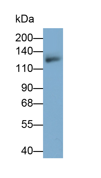 整合素αV(ITGaV)多克隆抗體