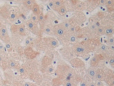 多巴胺受體D1(DRD1)多克隆抗體