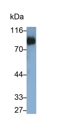 糖蛋白Ⅴ(CD42d)多克隆抗體