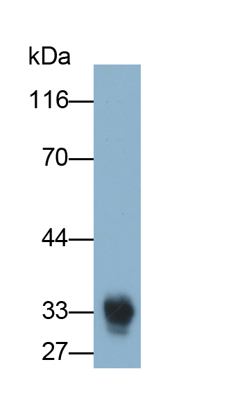 糖蛋白Ⅴ(CD42d)多克隆抗體