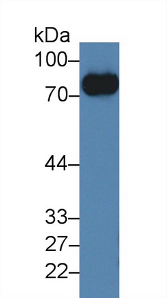 糖蛋白Ⅴ(CD42d)多克隆抗体