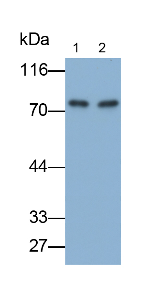 补体4B(C4B)多克隆抗体