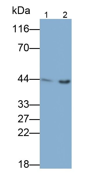 平滑肌肌动蛋白α2(ACTa2)多克隆抗体