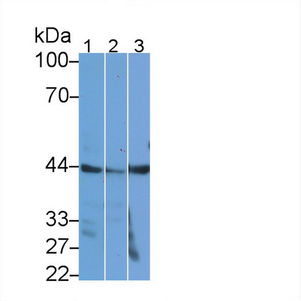 平滑肌肌动蛋白α2(ACTa2)多克隆抗体