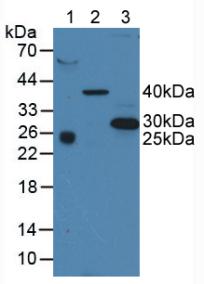 四旋蛋白30(CD63)多克隆抗體
