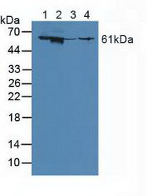 γ-谷氨酰轉移酶1(gGT1)多克隆抗體
