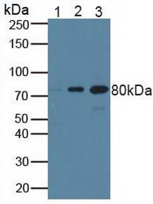 乳腺癌易感蛋白1(BRCA1)多克隆抗体