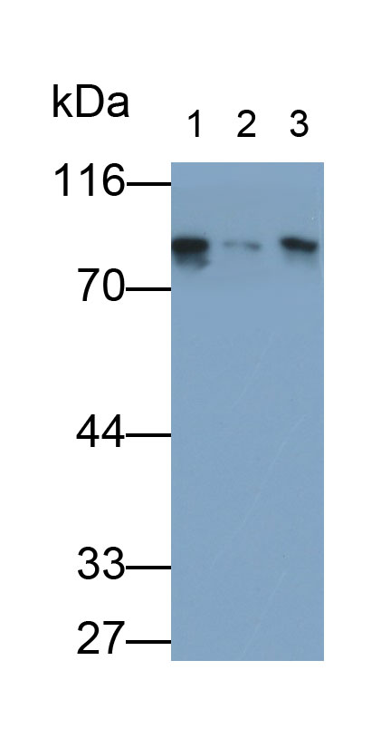乳腺癌易感蛋白1(BRCA1)多克隆抗体