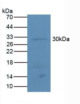 转录激活因子4(ATF4)多克隆抗体