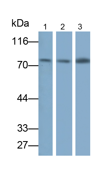 含血管性血友病因子A域蛋白2(vWA2)多克隆抗體