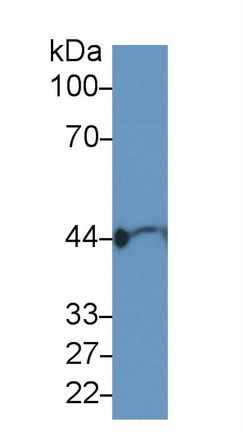 肌動蛋白γ1(ACTG)多克隆抗體
