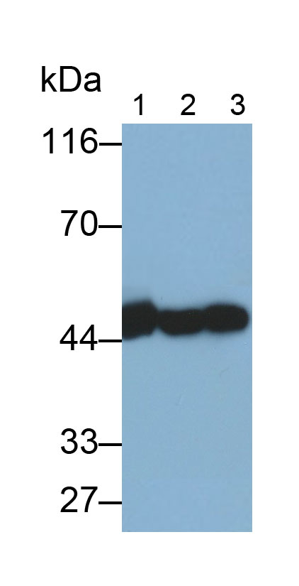 肌動蛋白γ1(ACTG)多克隆抗體
