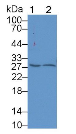 血小板激活因子乙酰水解酶Ⅰb3(PAFAH1B3)多克隆抗体