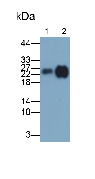 Thy1細胞表面抗原(CD90)多克隆抗體