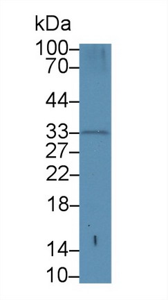 蛋白酶3(PR3)多克隆抗体