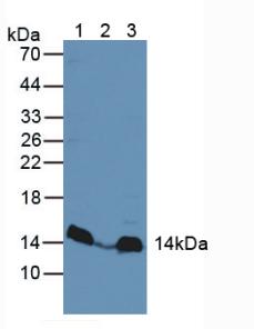 丝裂原激活蛋白激酶支架蛋白1(MAPKSP1)多克隆抗体