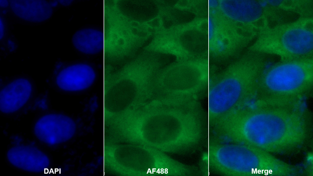 非神經(jīng)元性烯醇化酶(ENO1)多克隆抗體
