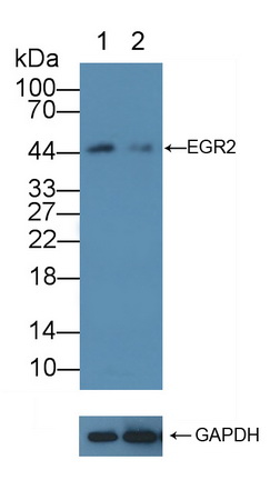 早期生长应答因子2(EGR2)多克隆抗体