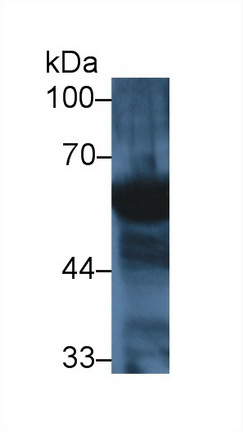 胰淀粉酶α2(AMY2A)多克隆抗体