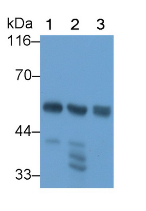 胰淀粉酶α2(AMY2A)多克隆抗体
