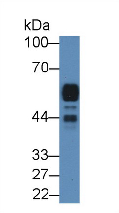 胰淀粉酶α2(AMY2A)多克隆抗体