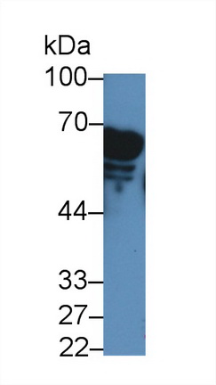 胰淀粉酶α2(AMY2A)多克隆抗体
