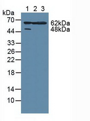 丝裂原激活蛋白激酶激活蛋白激酶2(MAPKAPK2)多克隆抗体
