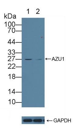 天青杀素(AZU)多克隆抗体