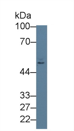 粘連蛋白2(NECTIN2)多克隆抗體