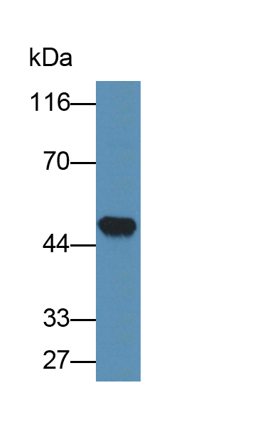 粘连蛋白2(NECTIN2)多克隆抗体