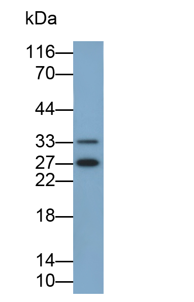 破骨细胞刺激因子1(OSF)多克隆抗体
