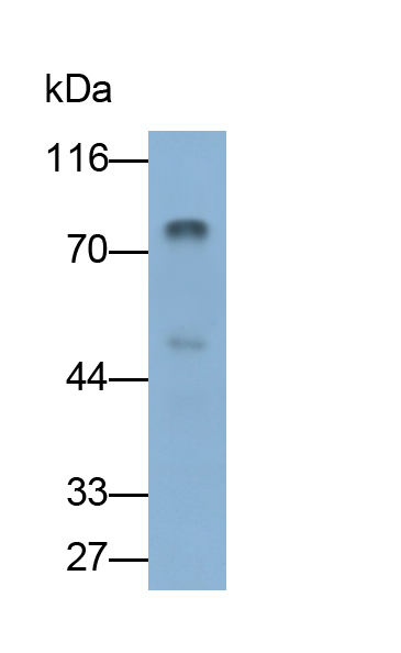 唾液淀粉酶α1(AMY1A)多克隆抗體