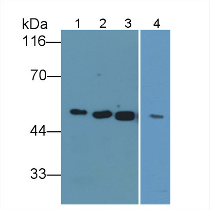 唾液淀粉酶α1(AMY1A)多克隆抗体