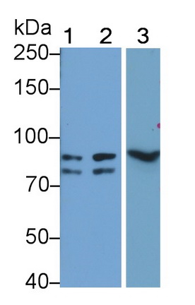 干擾素γ受體1(IFNgR1)多克隆抗體