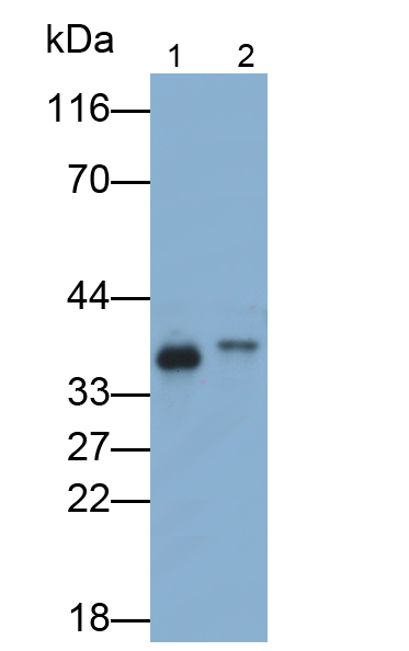 腫瘤壞死因子受體超家族成員1A(TNFR1)多克隆抗體