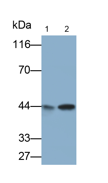 白介素3受體α(IL3Ra)多克隆抗體