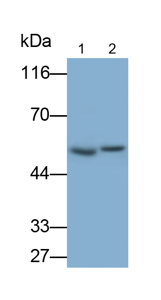 白介素1受體關(guān)聯(lián)激酶4(IRAK4)多克隆抗體