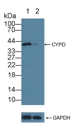 亲环素D(CYP-40)多克隆抗体