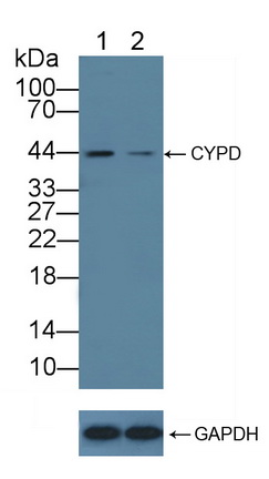亲环素D(CYP-40)多克隆抗体