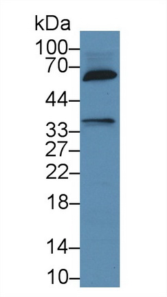 信号淋巴细胞激活分子家族成员1(SLAMF1)多克隆抗体