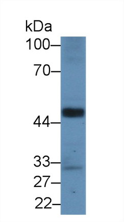 失调蛋白2结合蛋白1(A2BP1)多克隆抗体