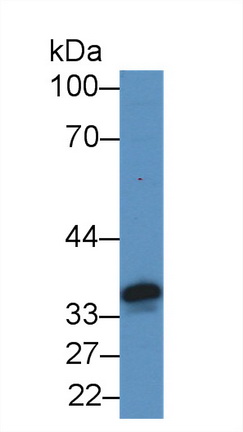失调蛋白2结合蛋白1(A2BP1)多克隆抗体