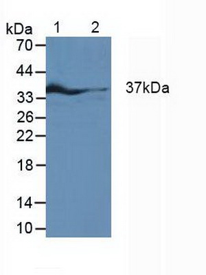 干扰素调节因子1(IRF1)多克隆抗体