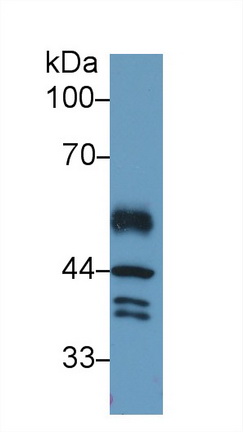 干擾素調(diào)節(jié)因子1(IRF1)多克隆抗體