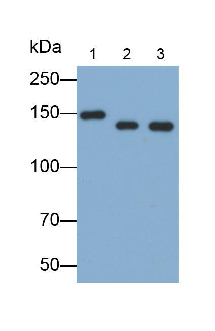 淋巴细胞功能关联抗原1α(CD11a)多克隆抗体