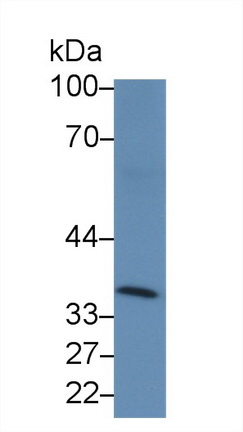 CD2分子(CD2)多克隆抗体